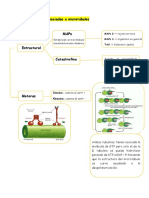 Proteínas Asociadas A Microtúbulos