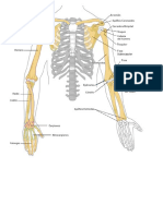 Test de Anatomia