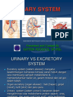Urinary System PDF