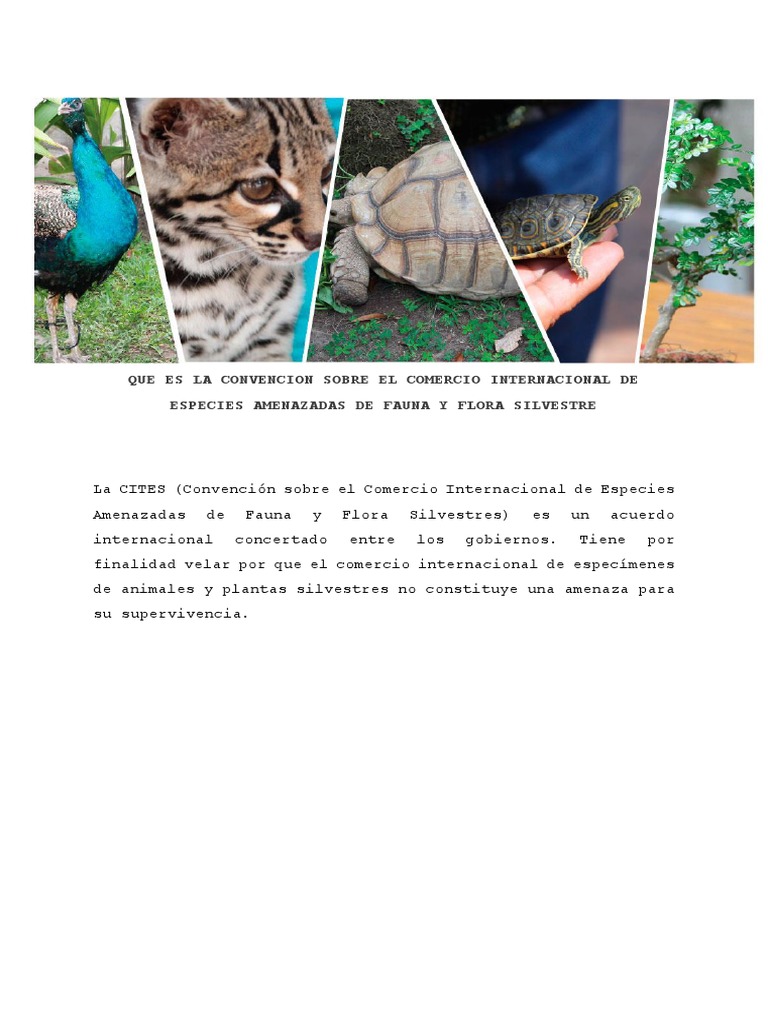 Que Es La Convencion Sobre El Comercio Internacional de Especies