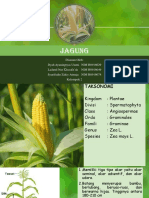 Jagung