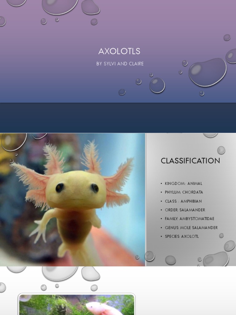Axolotl Presentation PDF