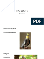 Cockatiels 2