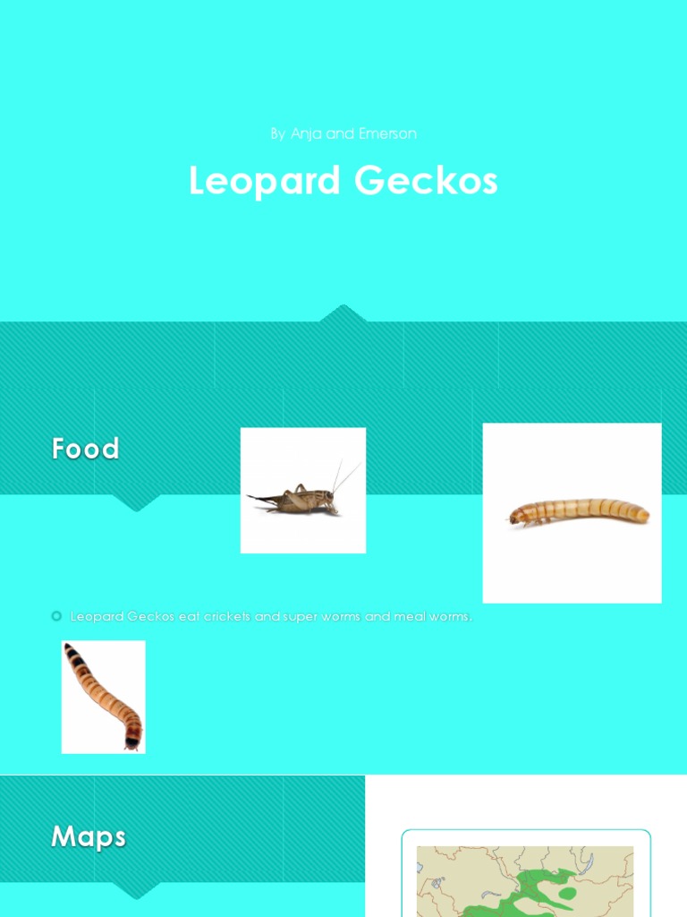Leopard Geckos | PDF