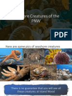 Seashore Creatures of The PNW