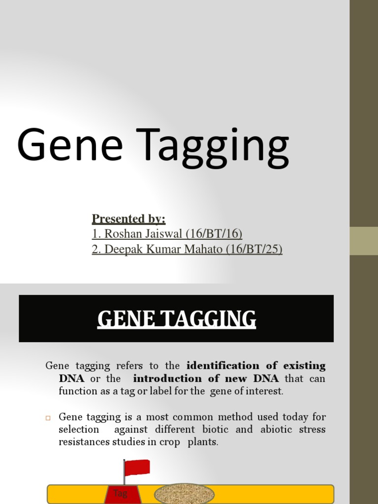 Gene Tagging Presented by PDF Transposable Element Gene