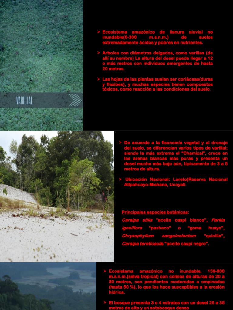 Ecosistema Pacal: Varillales y Estratos | PDF | Selva | Los bosques