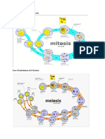 Fase Pembelahan Sel Mitosis