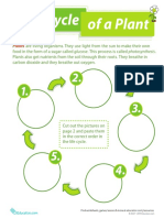 Life Cycle of A Plant PDF