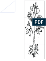 Partes de La Planta y Sus Funciones