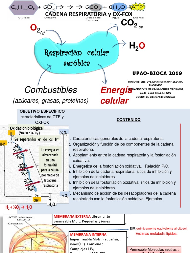 Bioloooo Upao | PDF | Cadena de transporte de electrones | Mitocondria, image size:768x1024