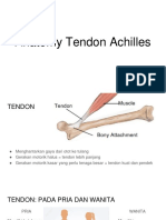 Anatomy Tendon Achilles