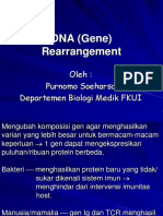 DNA (Gene) Rearrangement