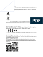 Fauna Cadavérica Periodos