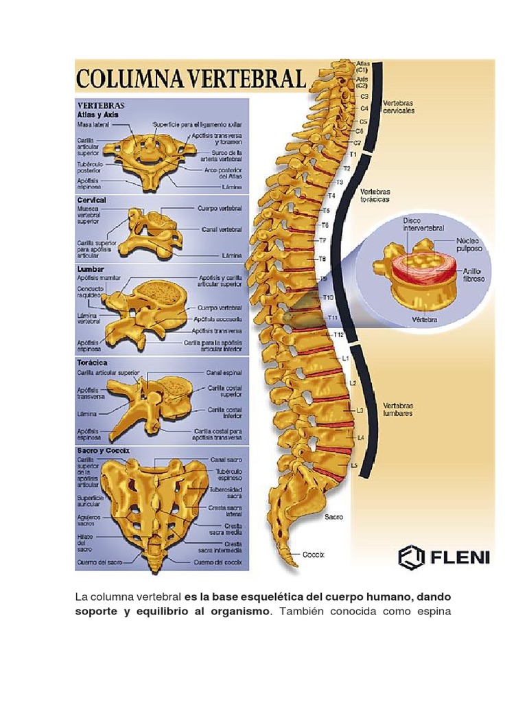 Anatomía y Funciones de la Columna Vertebral | PDF | Vértebra | La ...