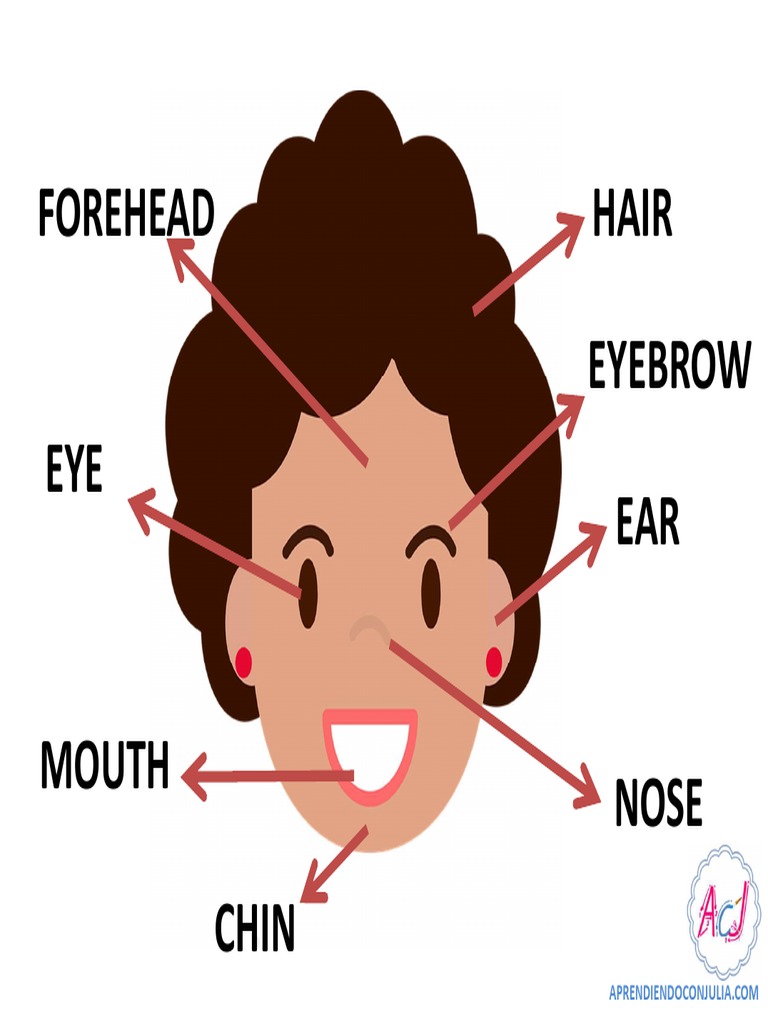 Partes de La Cara en Ingles Actividades PDF PDF