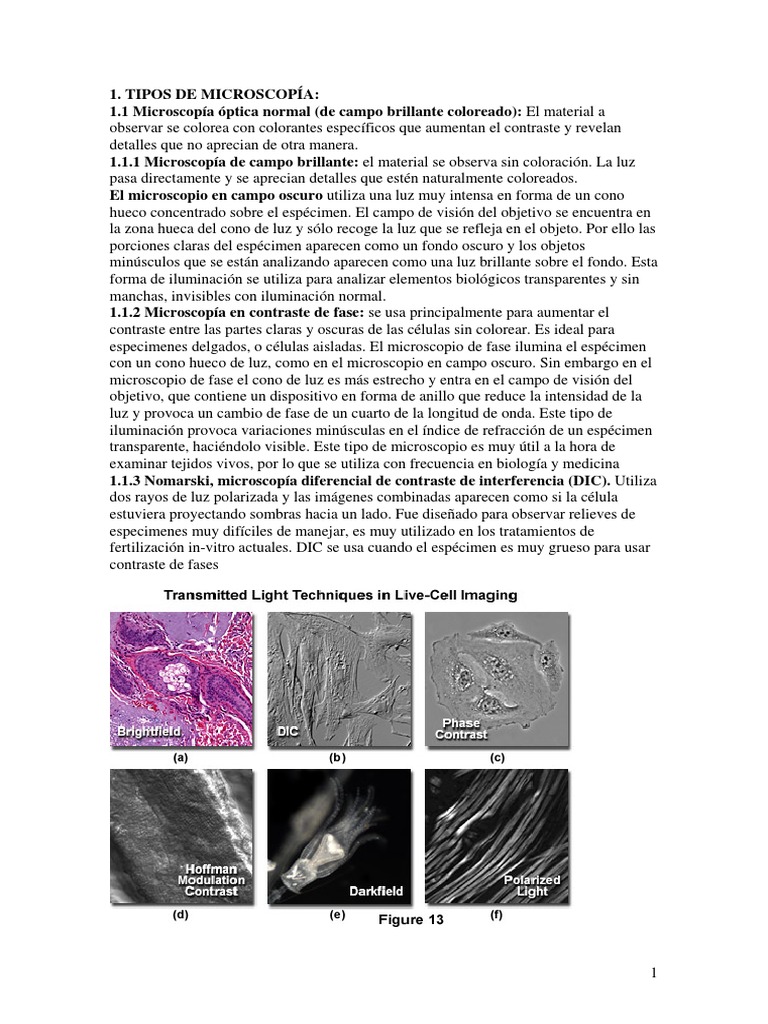 Microscopia A Grandes Rasgos PDF | PDF | Fluorescencia | Ligero