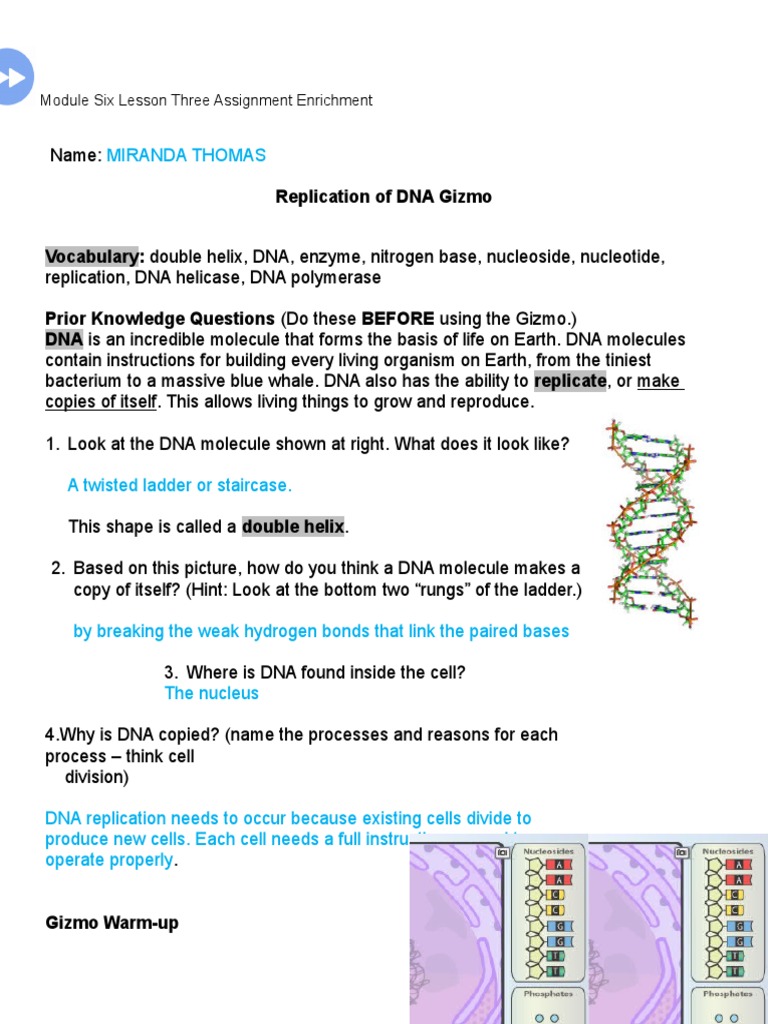 Biology Modulesixlessonthreepathwaythreeactivity Redo Nucleotides Dna