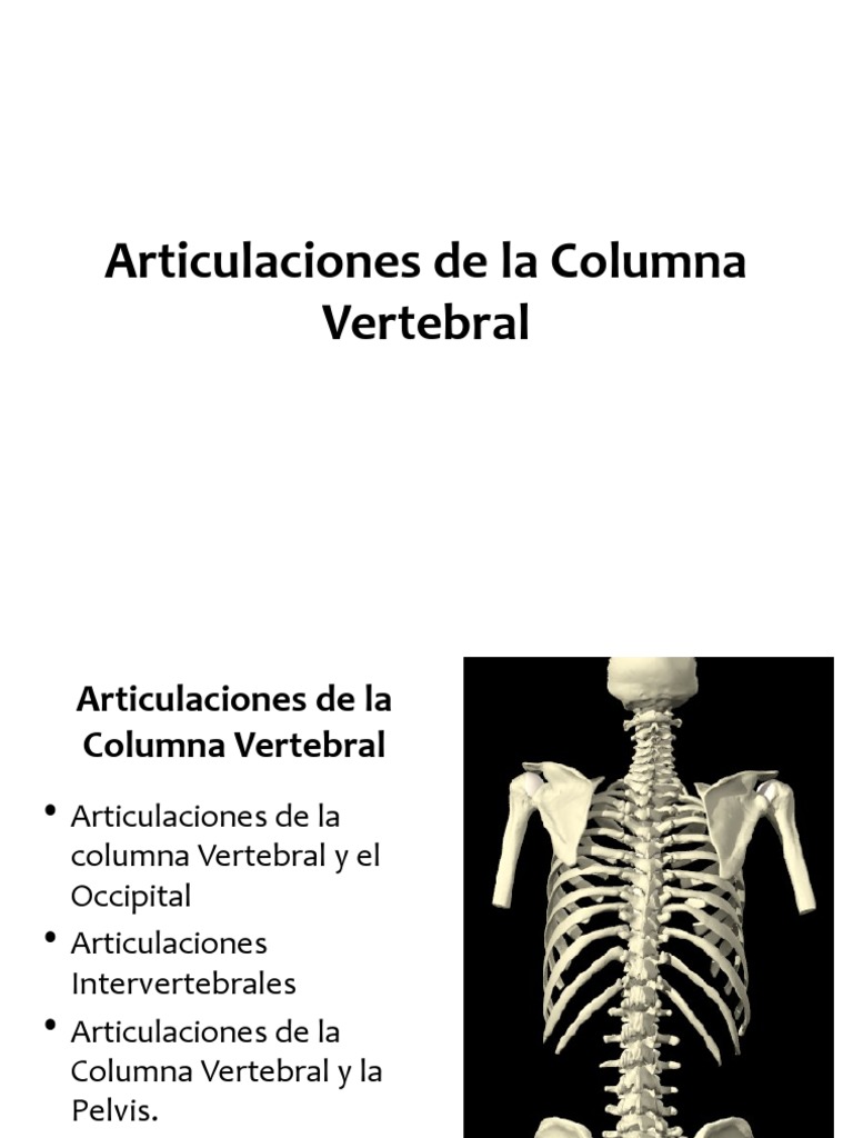 Articulaciones de La Columna Vertebral, PDF, La columna vertebral