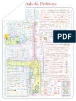 Metabolic Pathways Poster PDF