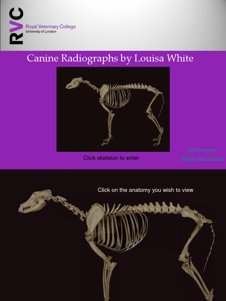 Canine Skull and Radiographic Anatomy | PDF | Elbow | Skull