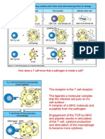 MHC Immuno