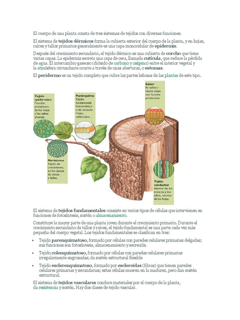 Tejidos y Crecimiento en Plantas | PDF | Raíz | Tallo de la planta