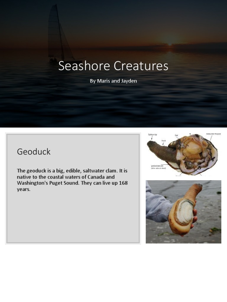 Pacific Northwest Marine Life | PDF | Crab | Nature