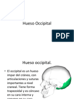 Hueso Occipital