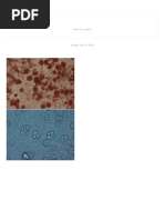 Download Life Science_ 3T3-L1 Adipocyte Differentiation Protocol by Nisha Vm V M SN40950518 doc pdf