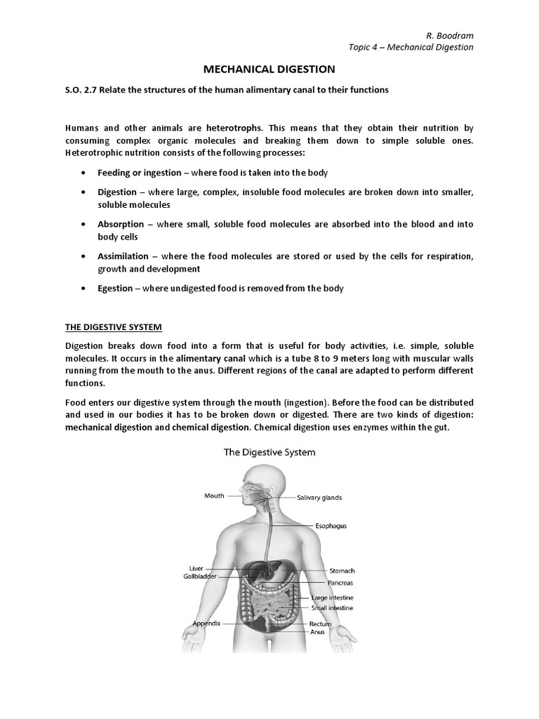 Topic 4 Mechanical Digestion PDF PDF Digestion Tooth
