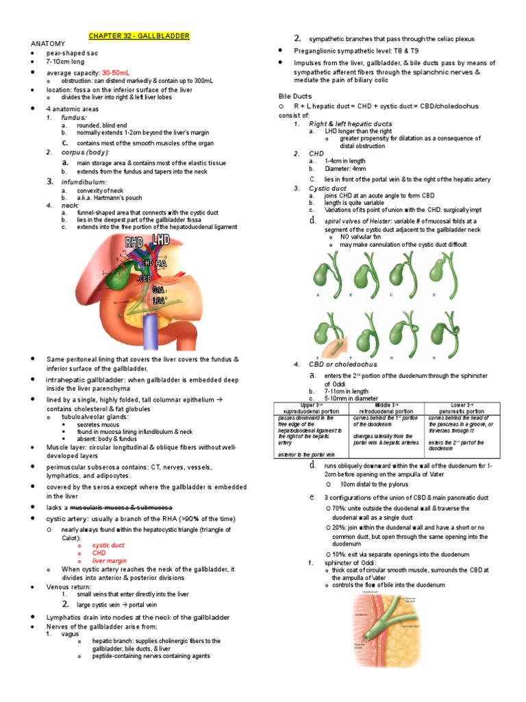 Gallbladder | PDF | Gallbladder | Bile