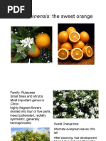 Sweet Orange: History and Cultivation | PDF