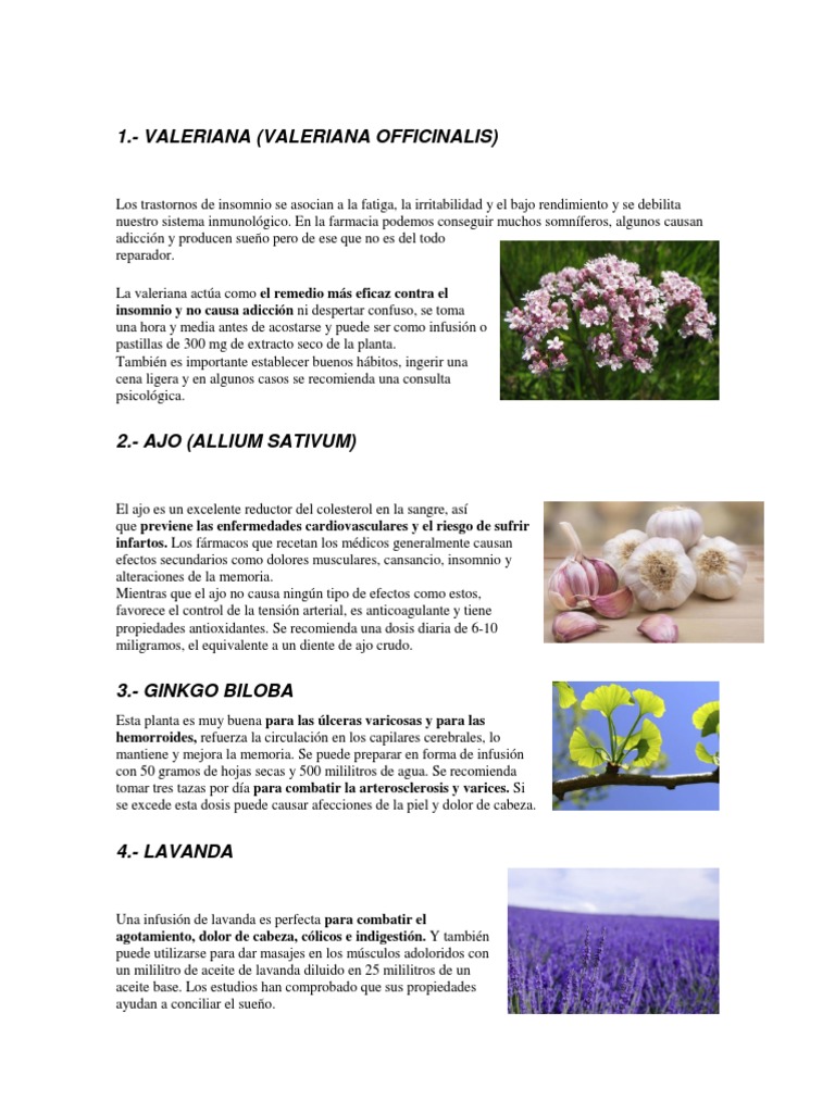 15 Plantas Medicinales Ajo Antioxidante