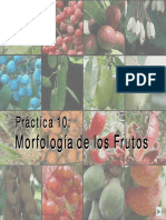 Morfologia-Clasificacion Frutos.pdf