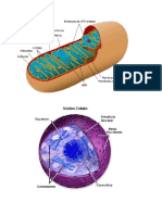 Organelos