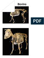 Anatomia Imagenes