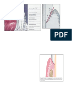 Gambar jeringan periodontal