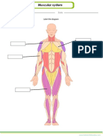 Muscular System PDF