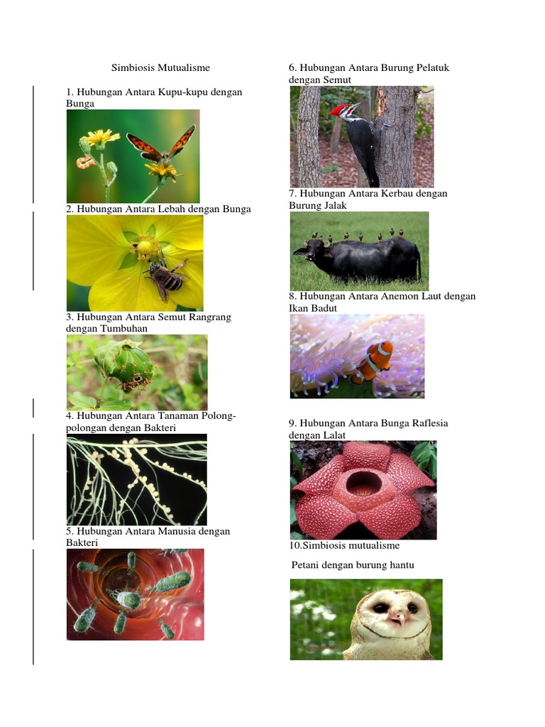 Simbiosis Mutualisme