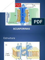 Estructura y funciones de las acuaporinas