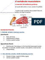 Skeletal Muscles Have Muscular & Tendinous Portions
