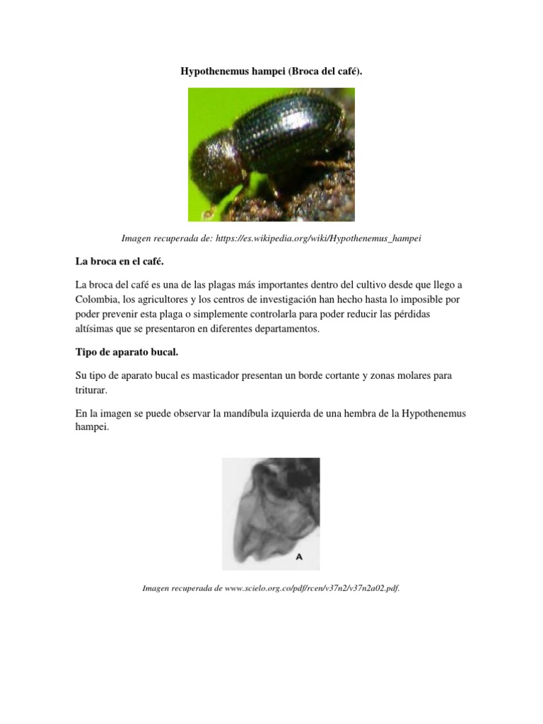 Hypothenemus Hampei BBroca Del Café | PDF | Insectos | café