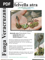FUNGA VERACRUZANA Num.88 Helvella atra