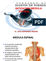 Sistematización medula espinal