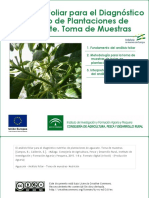 El Análisis Foliar para El Diagnóstico Nutritivo de Plantaciones de Aguacate. Toma de Muestas