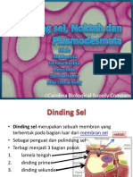 Dinding Sel Noktah Dan Plasmodesma