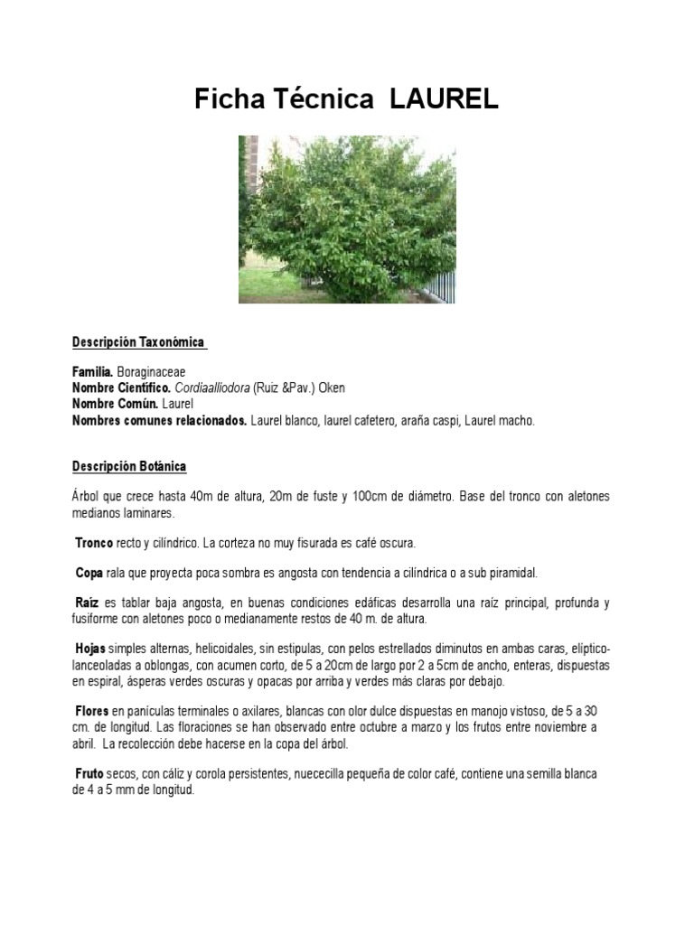 Ficha Técnica LAUREL PDF Madera Botánica