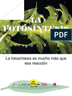 clases_fotosintesis.ppt