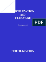 Fertilization and Cleavage